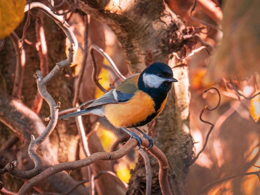 Groene struiken vol bessen lokken herfstvogels.