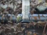Creëer een vogelvriendelijke tuin voor de herfst