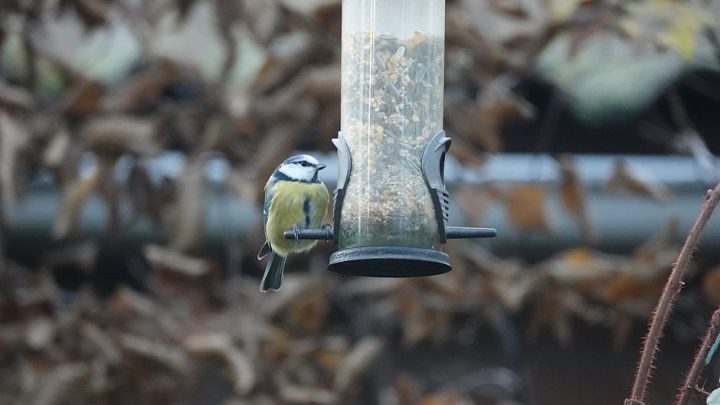 Creëer een vogelvriendelijke tuin voor de herfst
