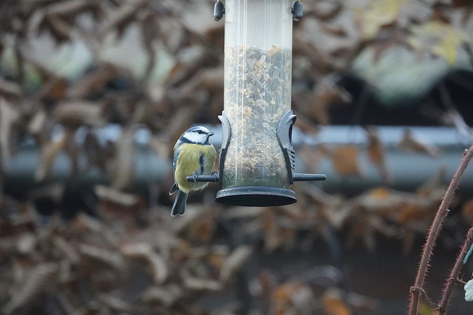 Creëer een vogelvriendelijke tuin voor de herfst