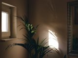 Ramen decoreren met botanische motieven voor herfstfrisheid