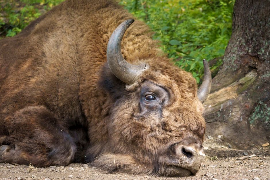Gezellige woonkamer met bisonkunst aan de muur.