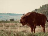 Bison inspiraties: rustieke energie voor moderne woonkamers
