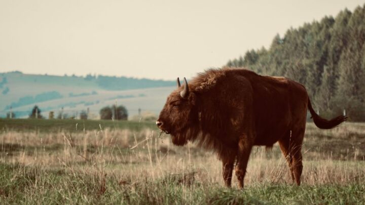 Bison inspiraties: rustieke energie voor moderne woonkamers